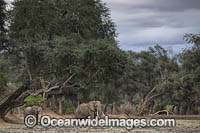 African Elephant (Loxodonta africana), bachelor herd. Mana Pools National Park, Zimbabwe.