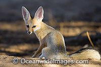 Fennec Fox (Vulpes zerda). Found in the Sahara Desert region of North Africa