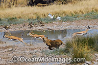 Lion (Panthera leo) female hunting Thomson's Gazelle (Eudorcas thomsonii). Found in sub-Saharan Africa
