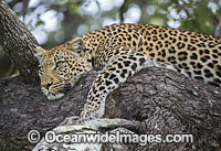 African Leopard (Panthera pardus). Okavango Delta, Botswana.
