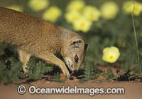 Yellow Mongoose (Cynictis penicillata). Kagalagadi National Park, South Africa.