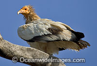 Egyptian Vulture (Neophron percnopterus). Found from southwestern Europe and northern Africa to southern Asia. Photo taken at Bandavgarh National Park, India