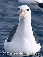Black-browed Albatross (Thalassarche melanophris). Cape Point, South Africa. Also known as Black-browed Mollymawk. Also found in Southern Australia