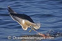 Kelp Gull (Larus dominicanus) feeding on Seal entrails from Great White Shark predation. Also known as Southern Blackbacked Gull. Seal Island, False Bay, South Africa. Also found in Southern and Northern Australia