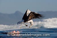 Cape Kelp Gull (Larus vetula) feeding on seal entrails from Great White Shark kill. Seal Island , False Bay South Africa.