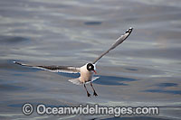 Franklin's Gull (Leucophaeus pipixcan). A migratory bird that breeds in Canada and northern U.S.A. Occasionally sighted but rare in other locations. Photo taken off Cape Point, South Africa