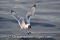 Franklin's Gull (Leucophaeus pipixcan). A migratory bird that breeds in Canada and northern U.S.A. Occasionally sighted but rare in other locations. Photo taken off Cape Point, South Africa