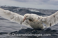 Southern Giant Petrel (Macronectes giganteus), a rare light morph. Also known as Antarctic Giant Petrel, Giant Fulmar, Stinker, and Stinkpot. Found throughout the southern Oceans. Photo taken at Cape Point, South Africa