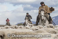 Chilean Rancheros herding sheep. Torres Del Paine National Park, Chile.