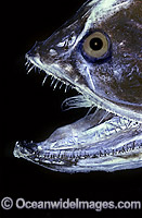 Bristlemouth Fish (Gonostoma bathyphilum). Deep sea fish found off New South Wales, Australia