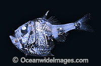 Hatchetfish (Argyropelecus hemigymnus). Deep sea fish found off Victoria, Australia