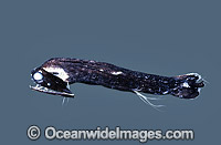 Loosejaw Fish (Malacosteus sp). Deep sea fish found off Tasmania, Australia