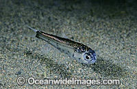 Brooch Lanternfish (Benthosema fibulatum). Deep sea fish found off Bali, Indonesia