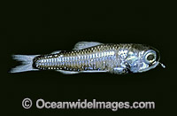 Lanternfish (Diaphus watasei). Depth: 500m. Deep sea fish found off New South Wales, Australia