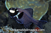 One-fin Flashlight Fish (Photoblepharon palpebratus) showing bioluminescent light production light organ. Deep sea fish found off Bali, Indonesia