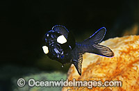 One-fin Flashlight Fish (Photoblepharon palpebratus) showing bioluminescent light organ on head. Bali, Indonesia