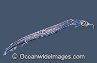 Scaly Dragonfish (Stomias boa). Deep sea fish found off South Australia