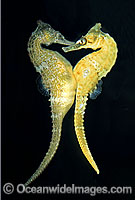 White's Seahorse (Hippocampus whitei) - female transferring eggs into males brood pouch. Central New South Wales, Australia. Sequence - C7.