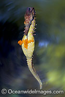 White's Seahorse (Hippocampus whitei) - male with eggs protruding from pouch after egg transfer. Central New South Wales, Australia. Sequence - C9.