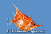 Orange Bellowsfish (Notopogon xenosoma). Deep sea fish found off Southern Australia