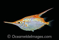 Common Snipefish (Macroramphosus scolopax). Also known as Bellowsfish. Deep sea fish found off South Eastern Australia