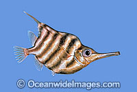 Banded Bellowsfish (Centriscops humerosus). Deep sea fish found off South Eastern Australia