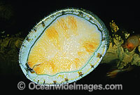 Greenlip Abalone (Haliotis laevigata) Also known as Earshell. Highly prized by commercial fishery. South Eastern Australia