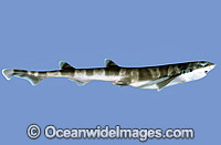 Sawtail Shark (Galeus boardmana). Also known as Australian Sawtail Shark and Banded Shark and Catshark. Deep water species. Southern Australia