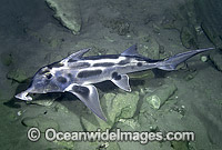 Elephant Shark (Callorhinchus milii) - adult female. Also known as Elephant Fish and Ghost Shark. Southern Australia