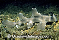 Crested Horn Shark (Heterodontus galeatus) - juvenile. Also known as Crested Port Jackson Shark and Bullhead Shark. New South Wales, Australia