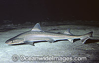 Gummy Shark (Mustelus lenticulatus). Also known as Spotted Estuary Smooth-hound and Spotted Smoothhound. A commercially sort after species prized for its eating quality (flake). New Zealand, also reported from Southern Australia