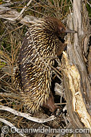Short-beaked Echidna (Tachyglossus aculaetus), foraging for termites. Echidnas are egg laying mammals found throughout Australia. Photo taken Cape Schanck, Victoria, Australia
