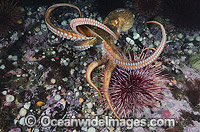 Giant Pacific Octopus (Enteroctopus dofleini) eating urchin. Found in coastal waters of the North Pacific Ocean. Photo taken at Race Rocks, Vancouver Island, Canada.