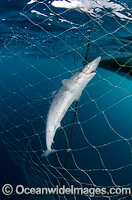 School Shark (Galeorhinus galeus), caught in a gill net meant for Halibut. Also known as Snapper Shark, Tope, and Soupfin Shark. Found worldwide in temperate seas.