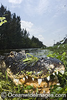 American Alligator (Alligator mississippiensis). Photo taken in Everglades National Park, Florida, USA.