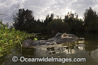 American Alligator (Alligator mississippiensis). Photo taken in Everglades National Park, Florida, USA.