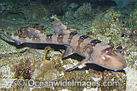 Whitespotted Bamboo Shark (Chiloscyllium plagiosum). Found in Indo-West Pacific region.