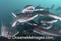 Banded Houndshark (Triakis scyllium). Shark feed in Tateyama, Chiba, Japan, Northwest Pacific Ocean.