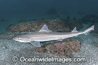 Starspotted Smoothhound Shark (Mustelus manazo). A shark in the family triakidae. Found in the Northwest Pacific from Siberia, China, Korea, Japan and Vietnam.