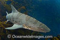 Leopard Shark (Triakis semifasciata). Found in eastern Pacific Ocean, occurring in waters off the coast of Oregon, south to the Gulf of California, Mexico. Photo taken in California, USA