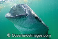 Whale Shark (Rhincodon typus) feeding in plankton rich water off Holbox Island, Mexico. Found throughout the world in all tropical and warm-temperate seas. Classified Vulnerable on the IUCN Red List.