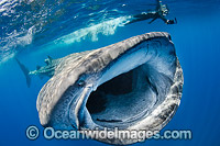 Diver observing a Whale Shark (Rhincodon typus), feeding in plankton rich water off Isla Mujeres, Caribbean Sea. Found throughout the world in all tropical and warm-temperate seas. Classified Vulnerable on the IUCN Red List.