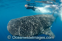 Diver observing a Whale Shark (Rhincodon typus), feeding in plankton rich water off Isla Mujeres, Caribbean Sea. Found throughout the world in all tropical and warm-temperate seas. Classified Vulnerable on the IUCN Red List.