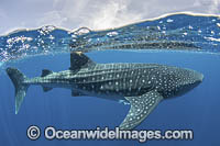 Whale Shark (Rhincodon typus). Largest fish in the world possibly exceeding 20m in length. Over under or split frame at Isla Mujeres, Mexico. Caribbean Sea.