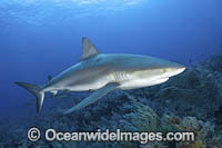 Caribbean Reef Shark (Carcharhinus perezi). Tiger Beach, Little Bahama Bank, Bahamas.
