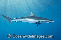 Silky Shark (Carcharhinus falciformis). Galveston, Texas, Gulf of Mexico.