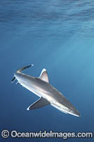 Silvertip Shark (Carcharhinus albimarginatus). Socorro Island, Mexico, Eastern Pacific.