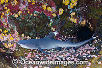 Whitetip Reef Shark (Triaenodon obesus). Photo taken at Roca Partida, Socorro, Revillagigedo Islands, Mexico, Eastern Pacific.