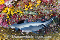 Whitetip Reef Shark (Triaenodon obesus). Photo taken at Roca Partida, Socorro, Revillagigedo Islands, Mexico, Eastern Pacific.