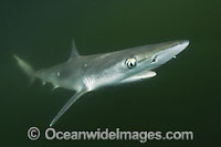 Atlantic Sharpnose Shark (Rhizoprionodon terraenovae). Mississippi Barrier Islands, Gulf of Mexico, Atlantic Ocean, USA.